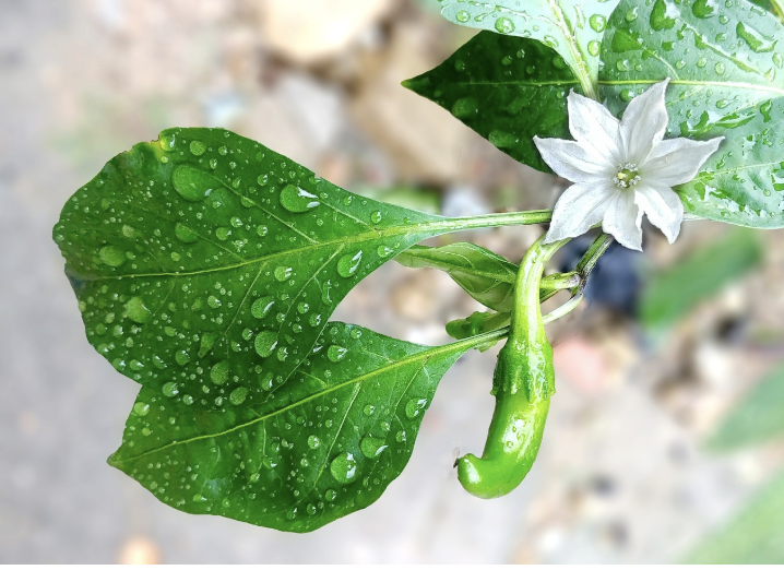 유기농 vs. 관행농: 친환경 농업이 가져올 변화