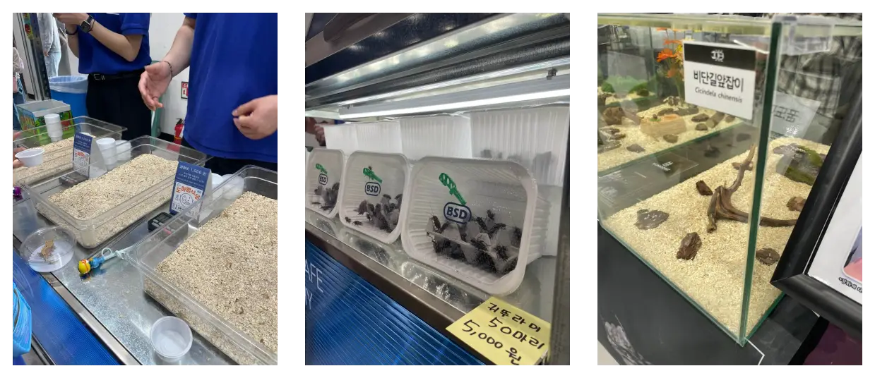 냉동 곤충 먹이? 도마뱀 사육의 새로운 희망!