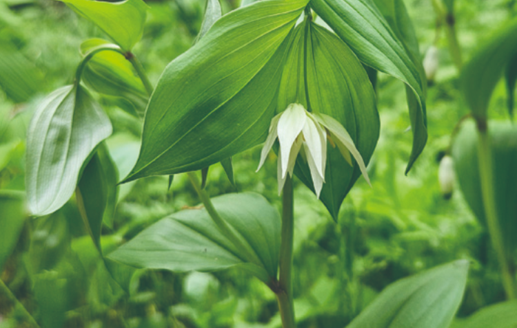 국립한국자생식물원