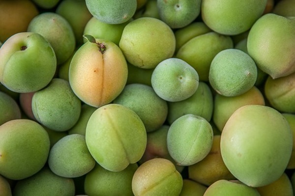 매실 액기스 효능