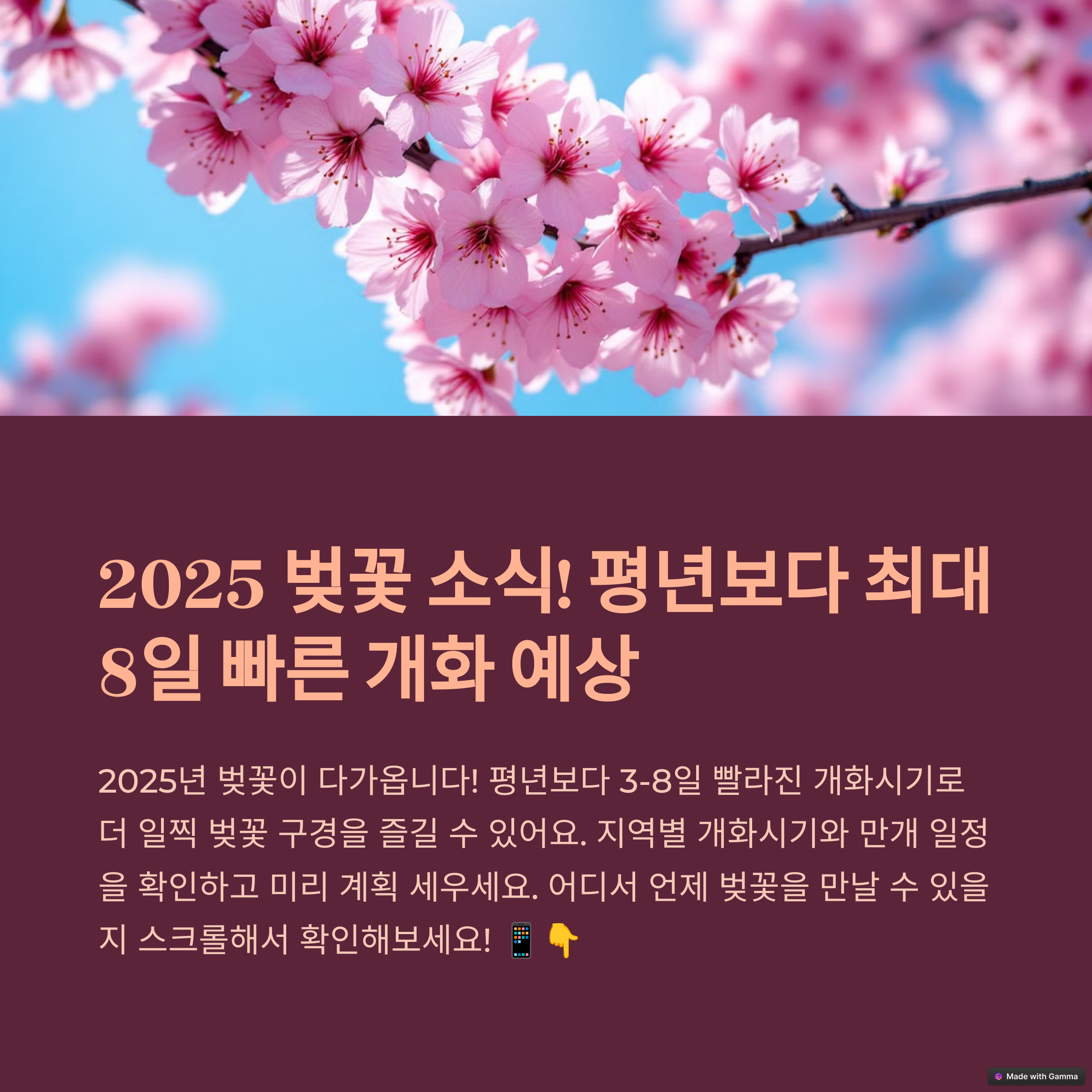 벚꽃 개화시기 2025 총정리! 부산, 울산, 진해 라인업은?