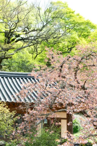 서산 개심사 청벚꽃 개화시기 명소_25