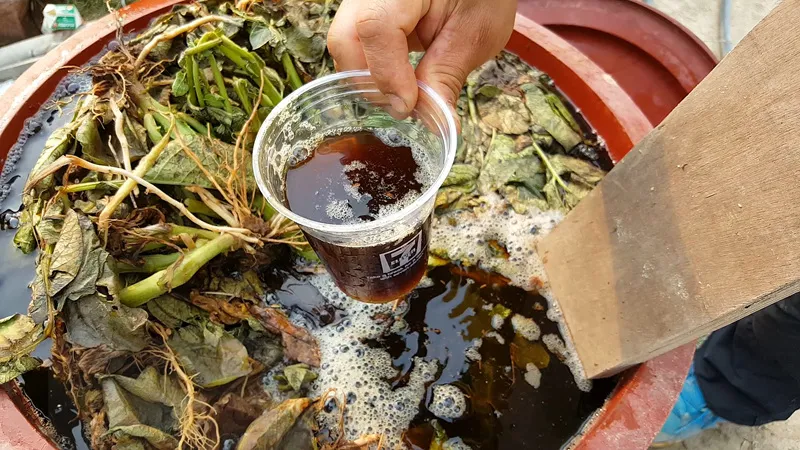 액비 희석비율 주기맞추기 잎색개선 안전한 급수 방법_4