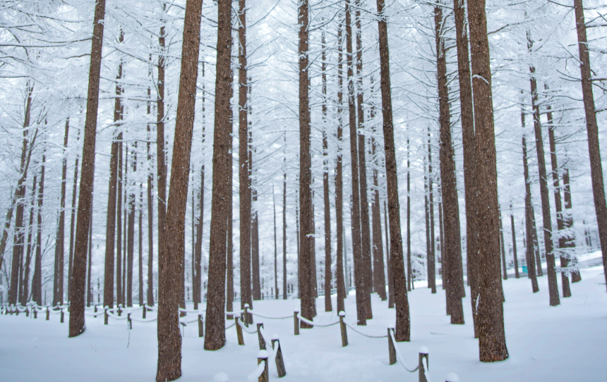 태백산 함백산 만항재