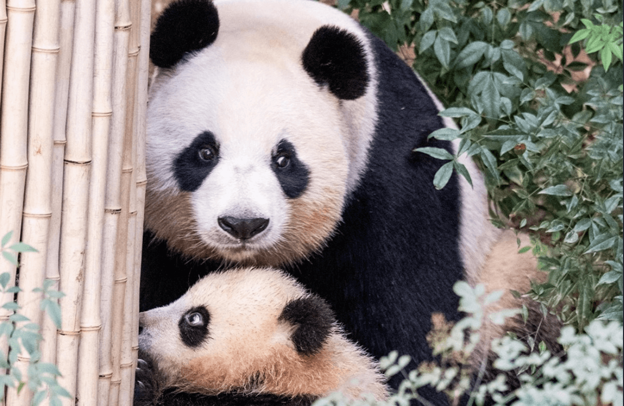 서울 에버랜드 셔틀버스 종일 자유이용권 싸게 구매하는 방법