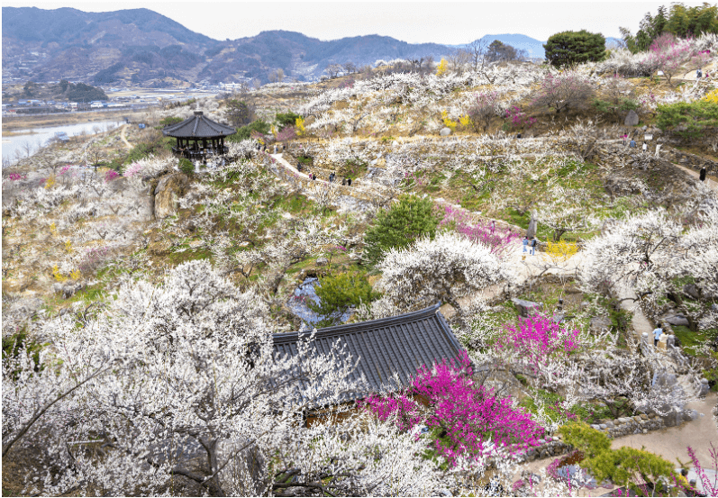 제 23회 광양매화봄꽃 축제 