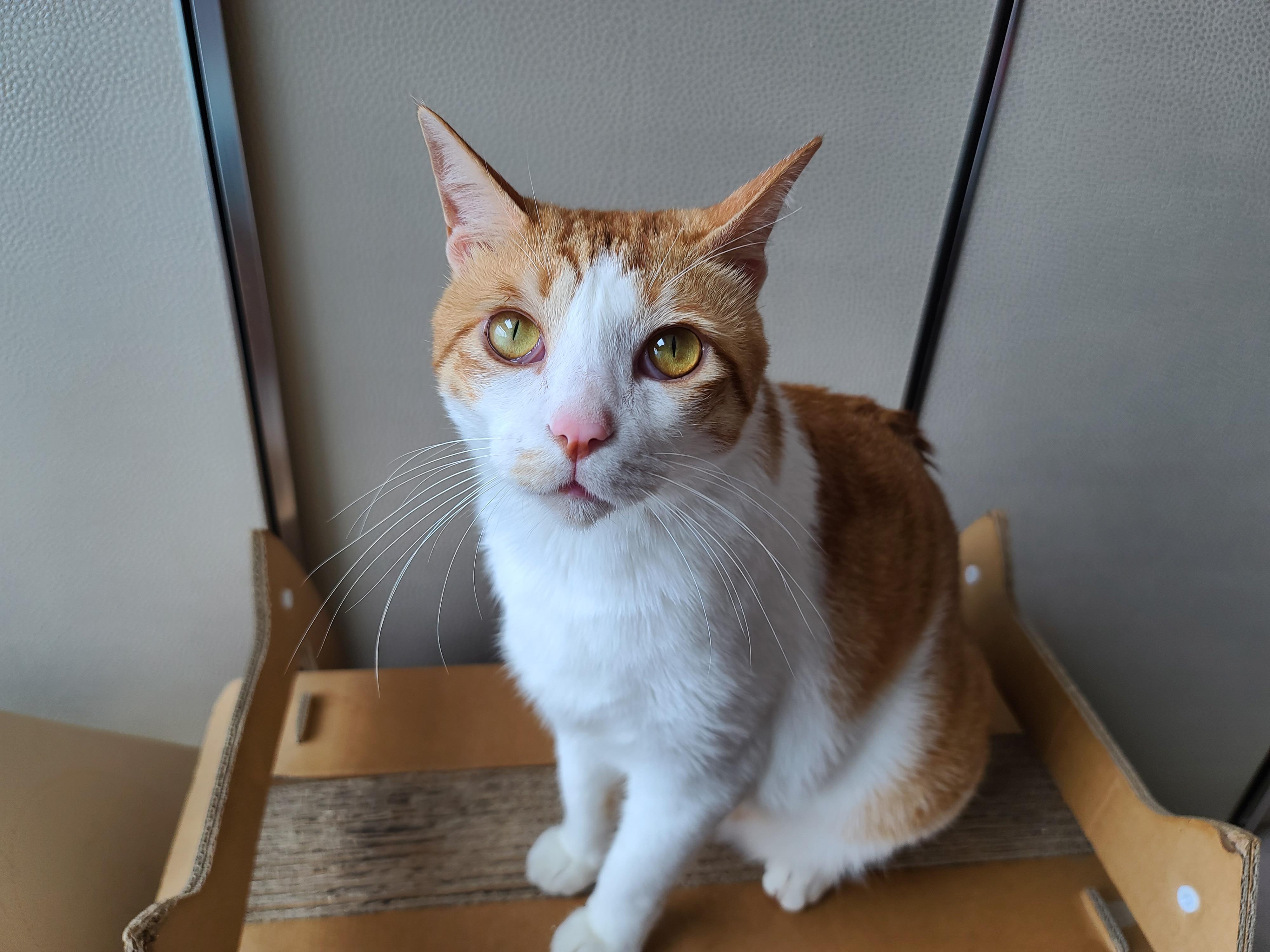 즐거운 추석! 우리 아홉냥이들 추석인사 받고 가세요~!