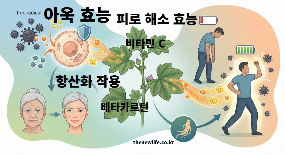아욱의 비타민 C와 베타카로틴 성분이 활성 산소를 제거하여 노화를 방지하고, 인삼보다 뛰어난 피로 회복 효과를 주는 과정을 묘사한 인포그래픽