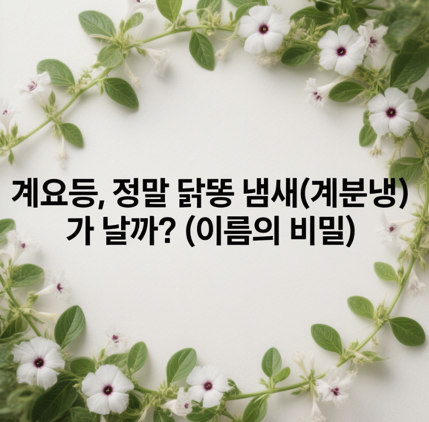 계요등, 정말 닭똥 냄새(계분냄)가 날까? (이름의 비밀)