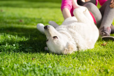 개가 산책 중에 몸을 비비는 이유.