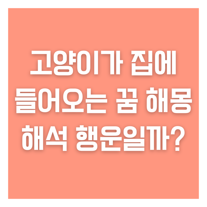 고양이가 집에 들어오는 꿈 해몽 해석 행운일까?
