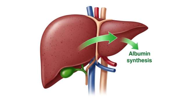 간 알부민 생산 메커니즘