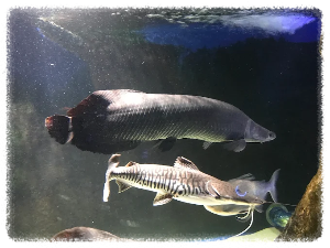 아쿠아플라넷 일산