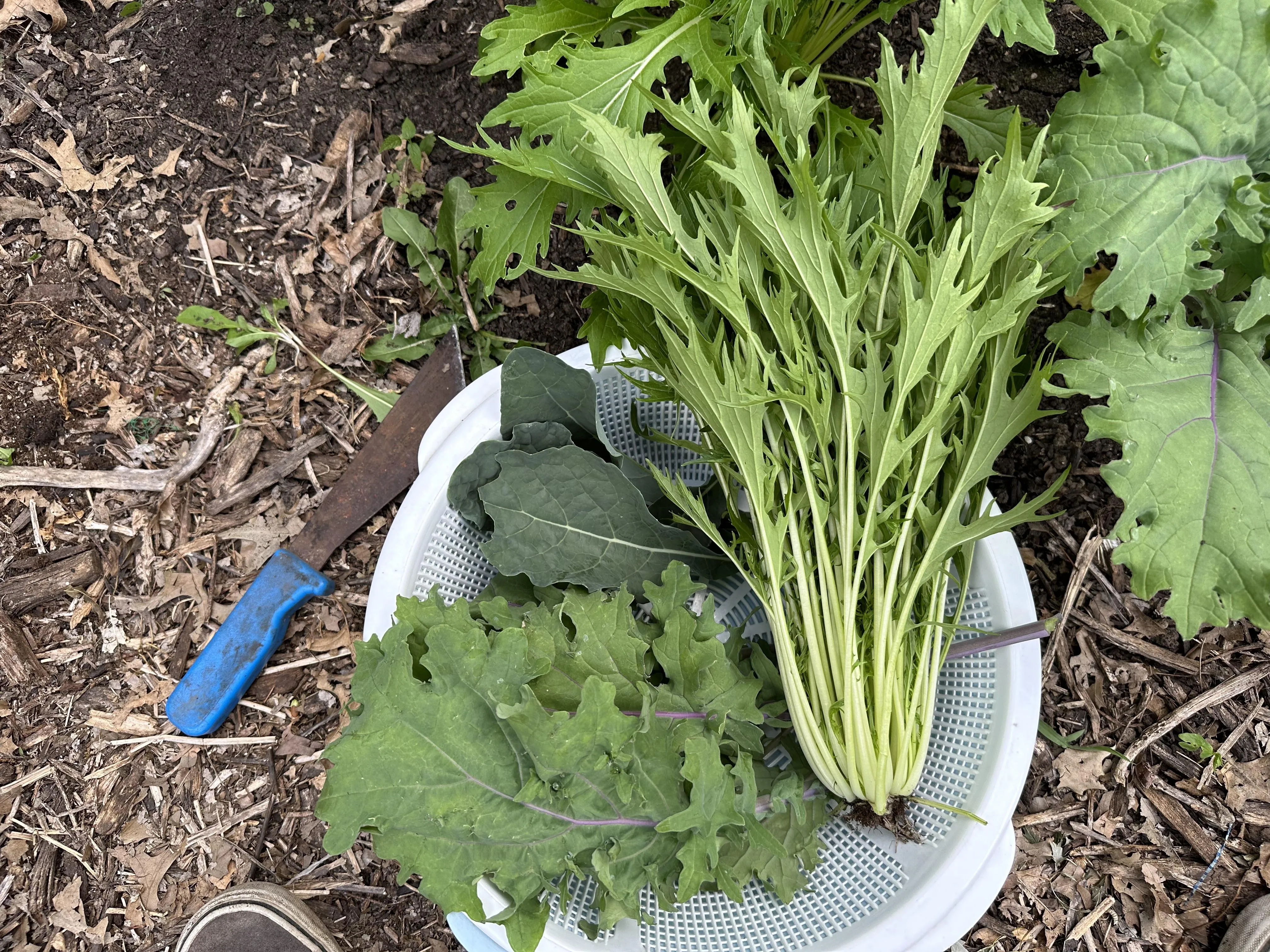 미즈나 재배 직파 요령 빠른 수확 통풍 관리_6