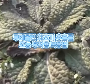 루테올린-차즈기-추출물-효능-부작용