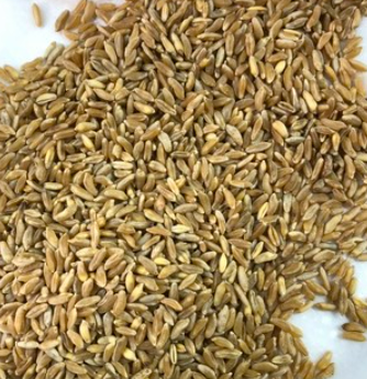 카무트_효능_부작용