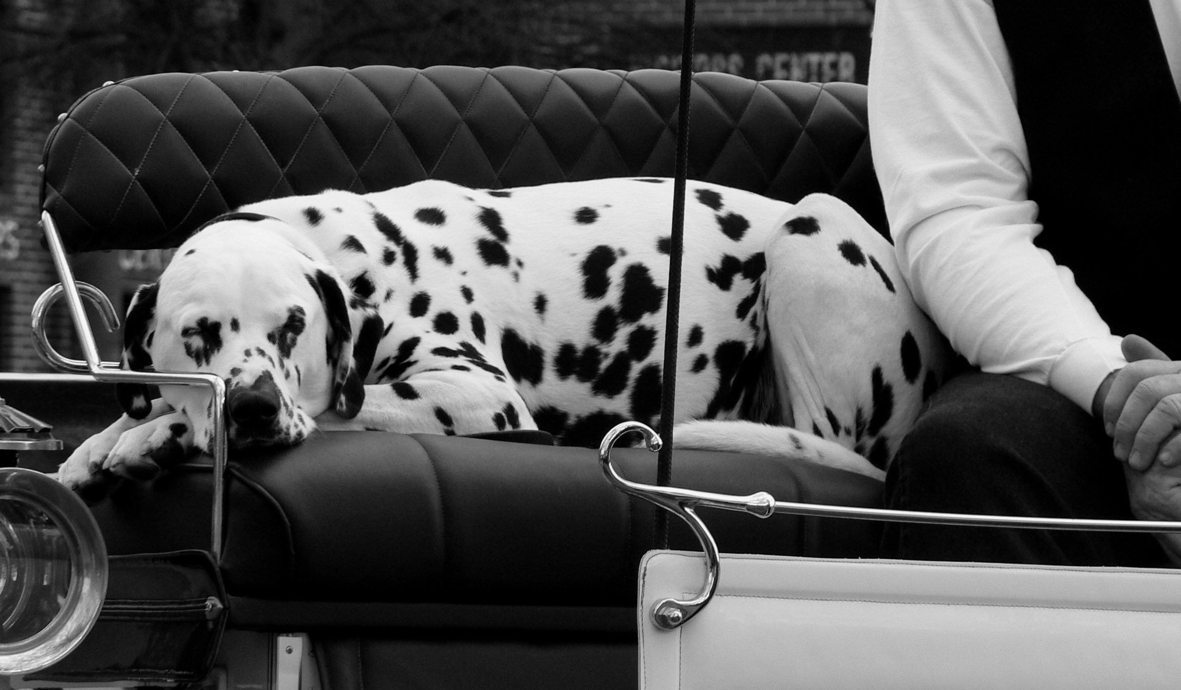 낮잠 자는 강아지 사진