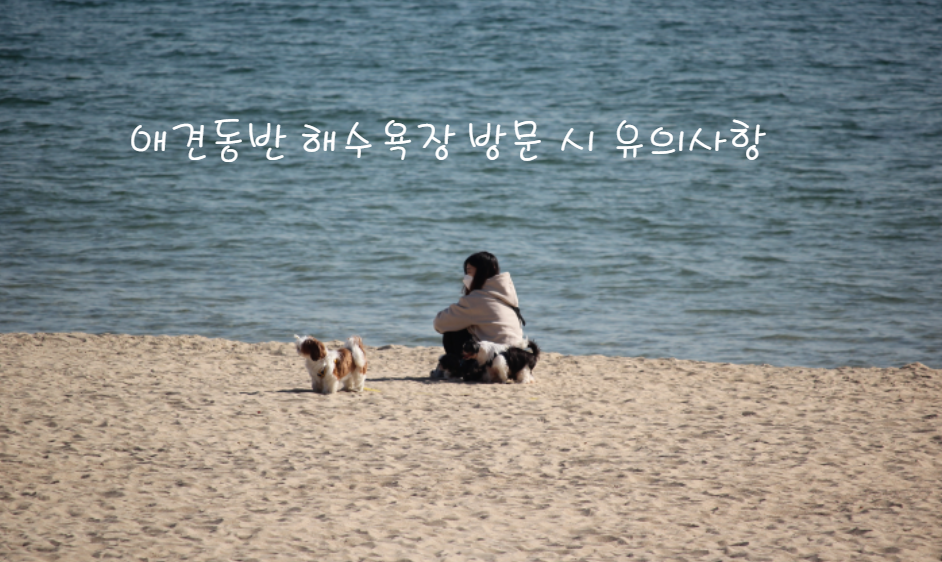 애견동반 해수욕장 방문 시 유의사항