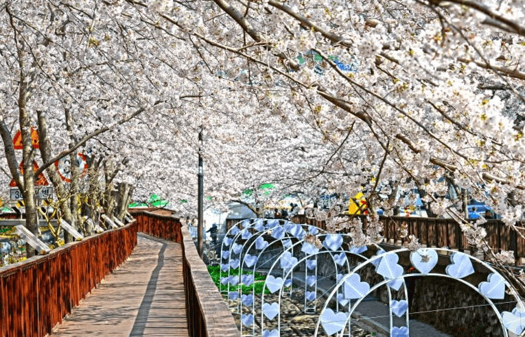 봄꽃축제, 벚꽃축제, 튤립축제, 유채꽃축제, 2025봄여행, 국내여행추천, 꽃놀이, 서울벚꽃, 제주벚꽃, 봄나들이