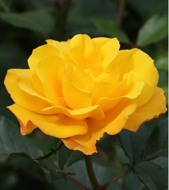 에버랜드 장미축제 2025