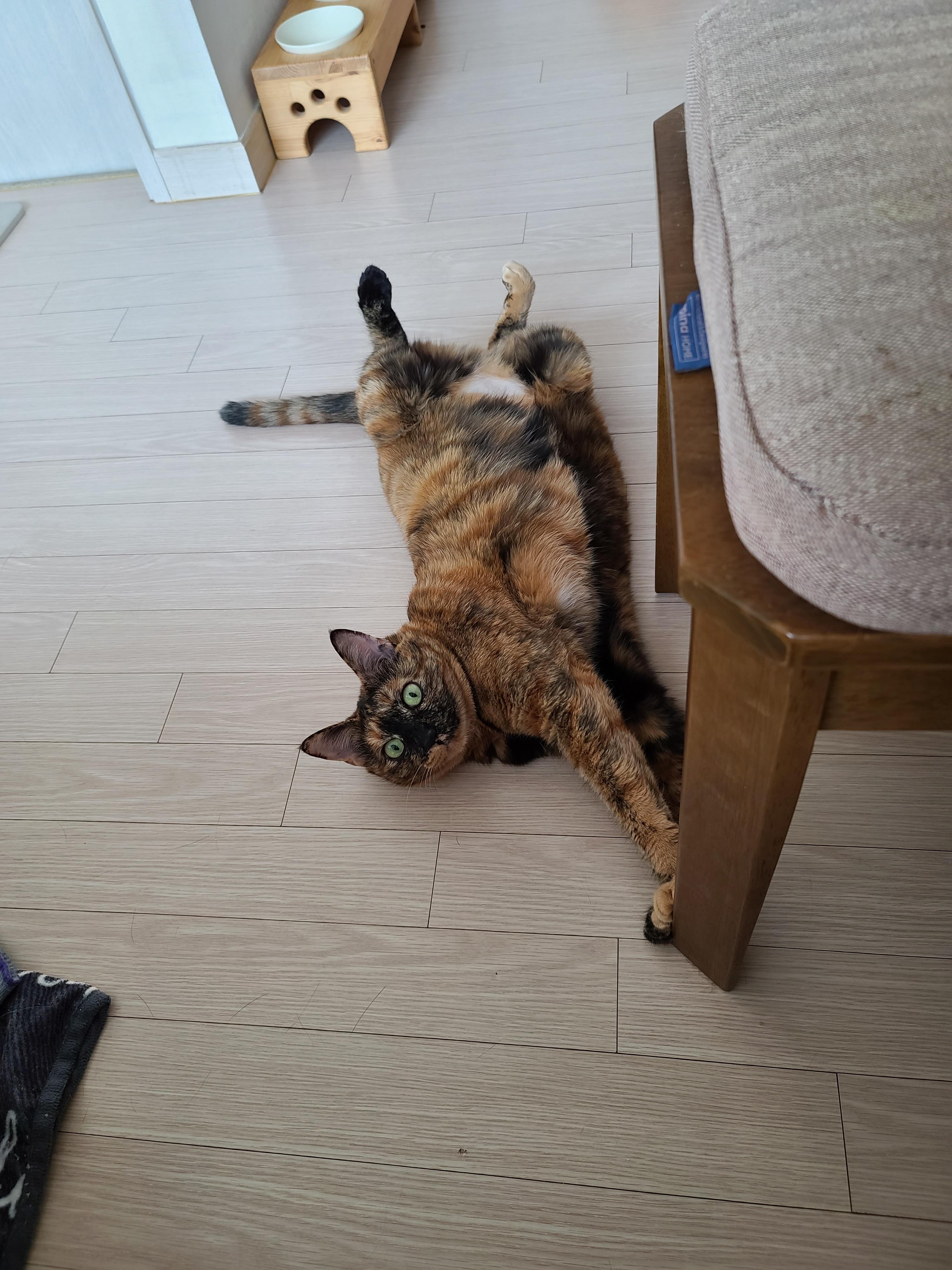 우리집 고양이들에게 전기장판은 선택이 아닌 필수! 보일러가 고장난 3일동안 아홉냥이들은...