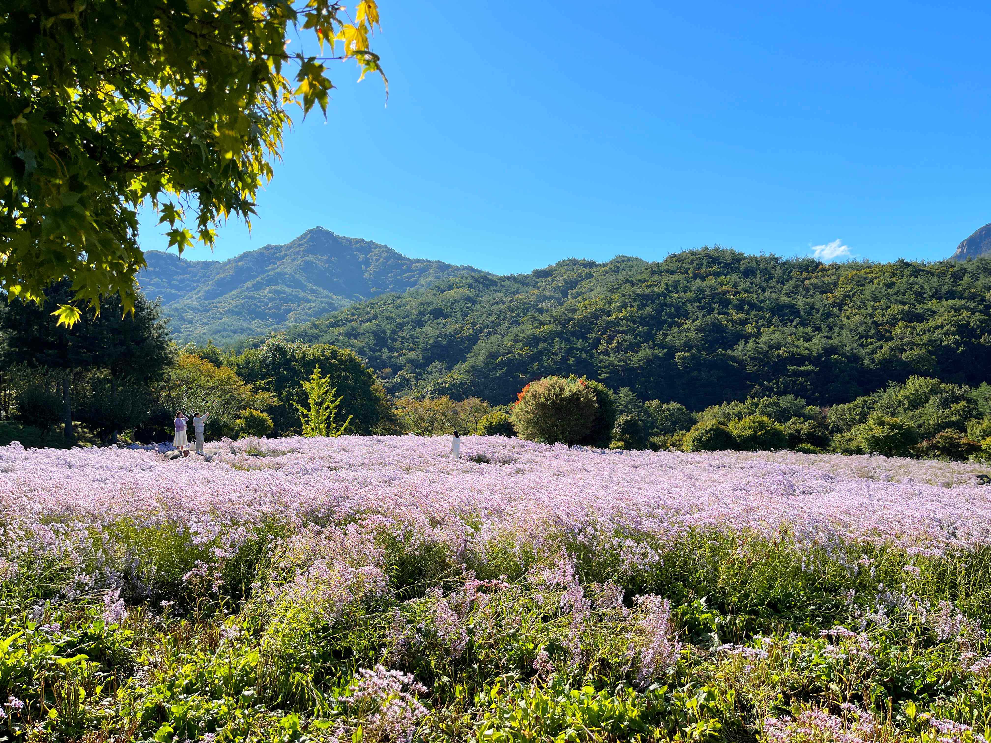 문경 문희농원 개미취