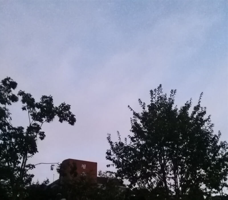 공원과 나무와 새벽 하늘