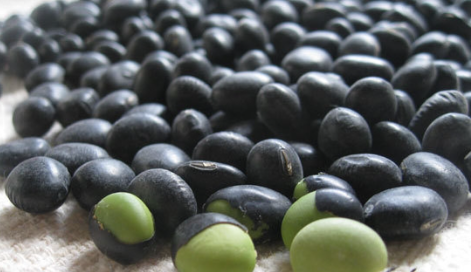 서리태 파종 후 유의할 점 2