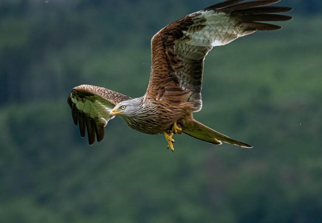Raptor