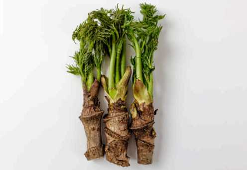 두릅 이미지사진