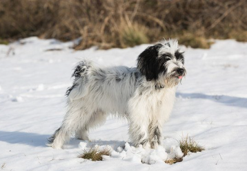눈 속의 티베탄테리어.