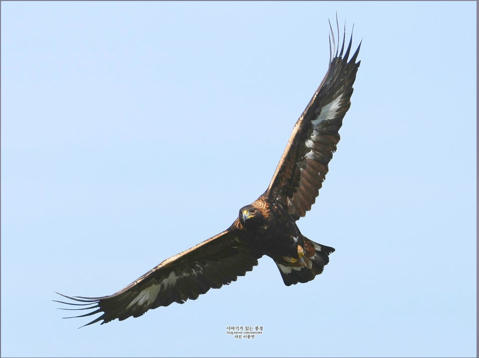 검독수리, 하늘의 왕이 사라진다|멸종위기 맹금류 보호정책 총정리