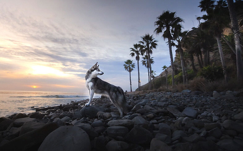 알래스칸클리카이