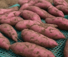 고구마 수확시기