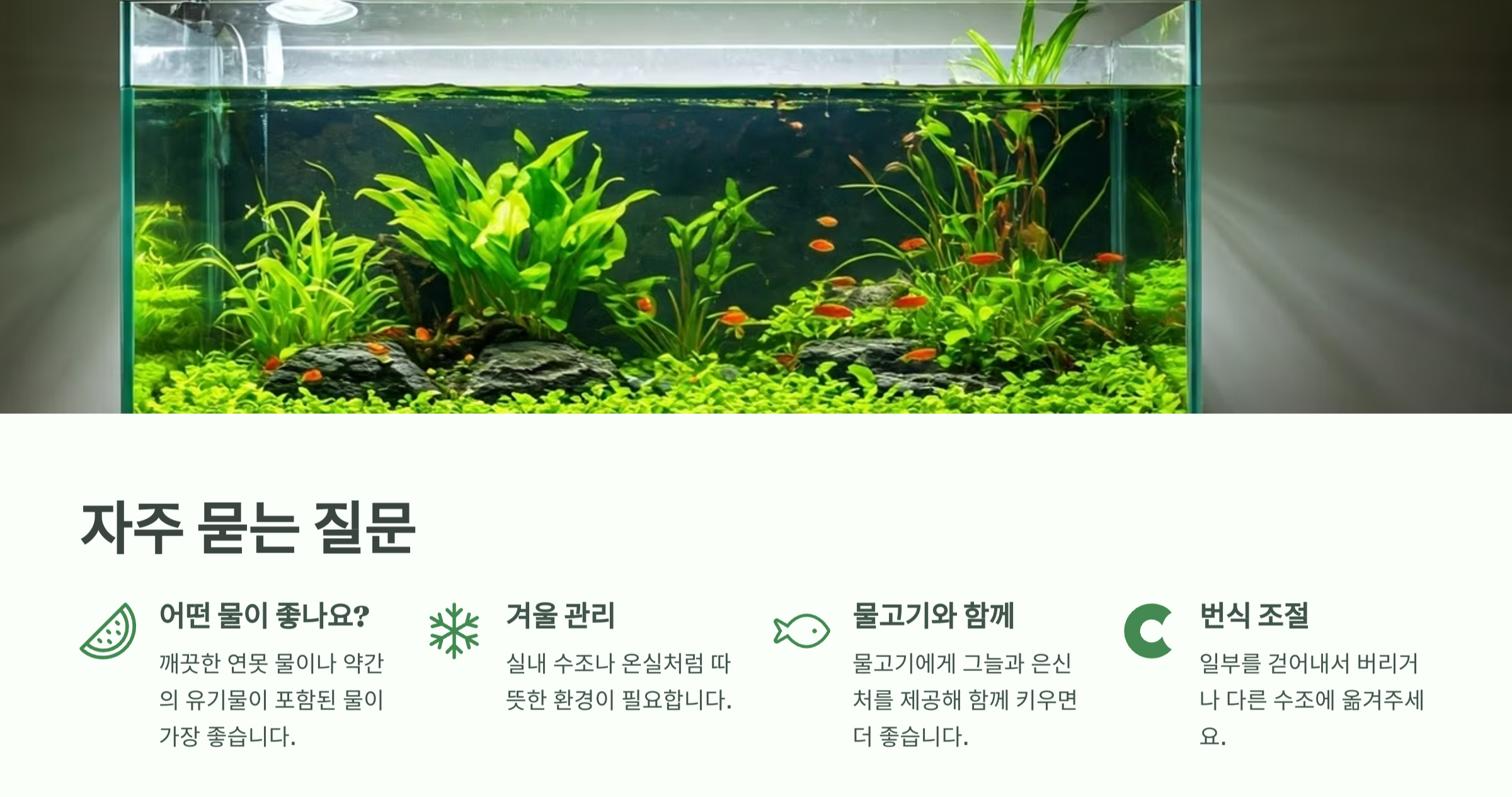 부레옥잠