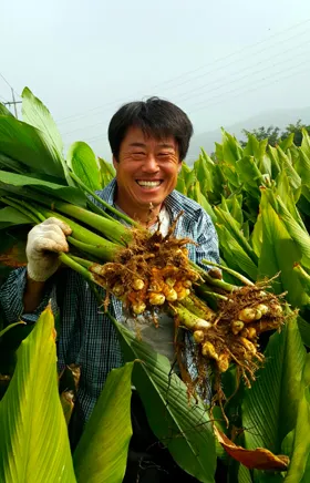 강황 재배 따뜻한 온도 보온 피복 수확 건조_3