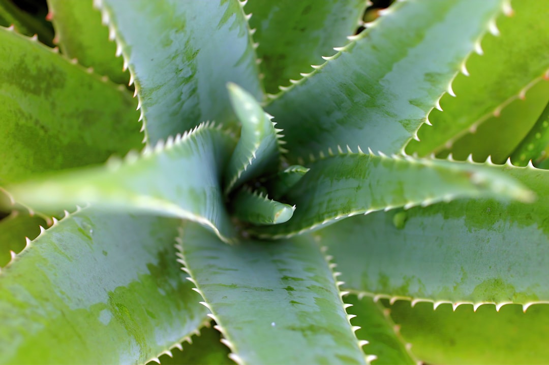 Aloe.