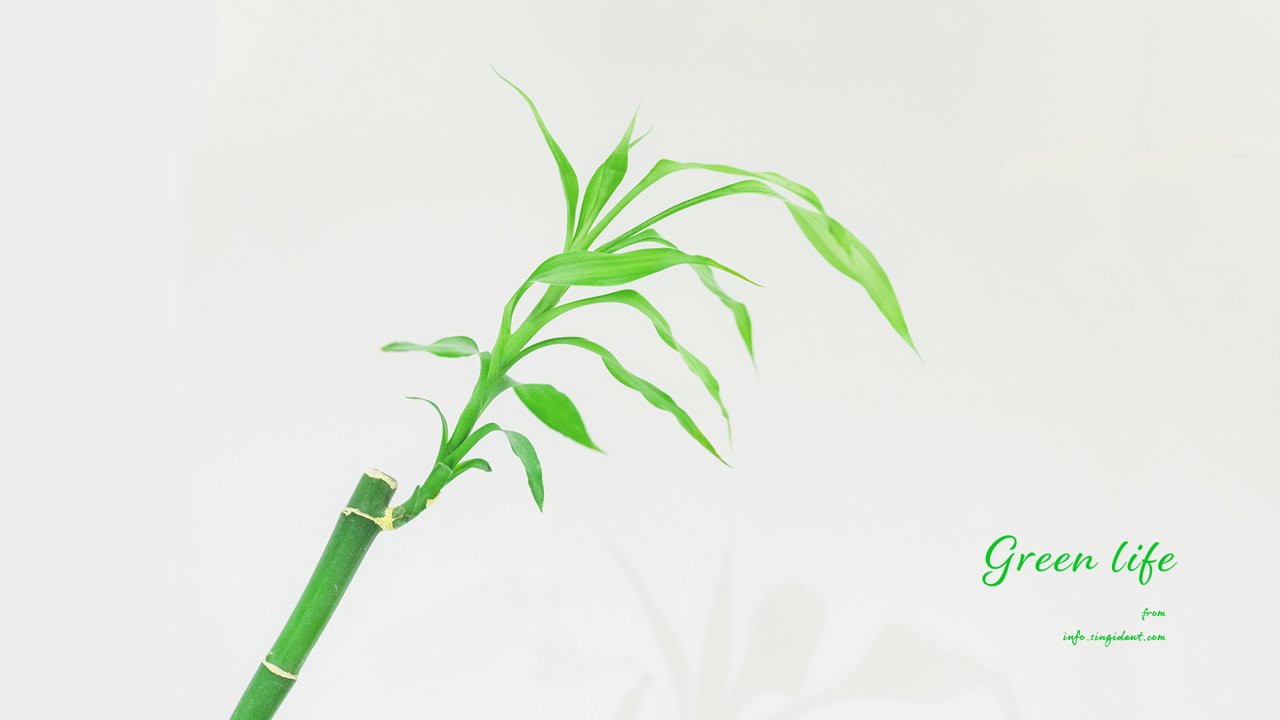 05 대나무가지 C - Green life 초록색배경화면