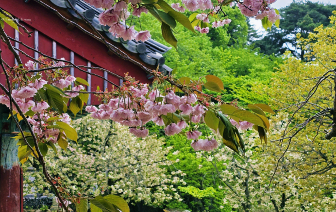 [4월 봄꽃 여행]서산 개심사 겹벚꽃&middot;청벚꽃 여행기❘벚꽃 개화 상황, 아직은 시작, 그러나 곧 절정