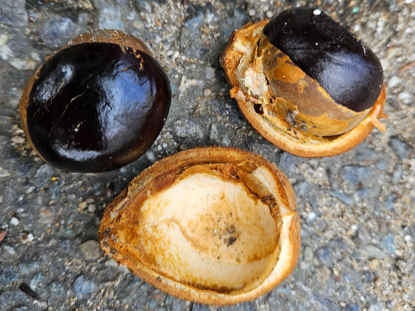 칠엽수 열어본 열매