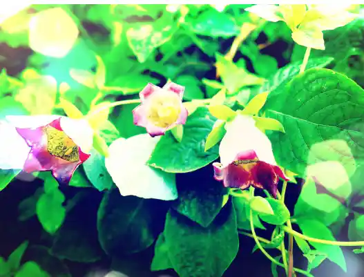 더덕 효능과 부작용&amp;#44; 먹는방법