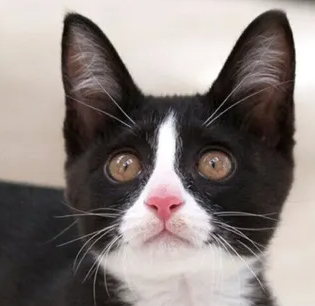 고양이 피부염