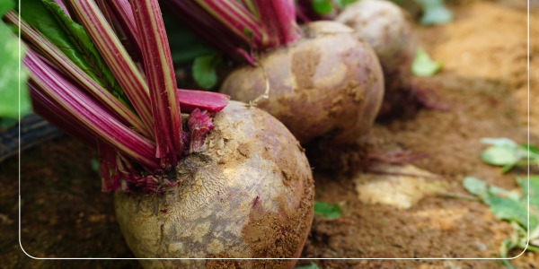 비트 효능 혈관 건강: 혈압 조절과 심혈관계 질환 예방5