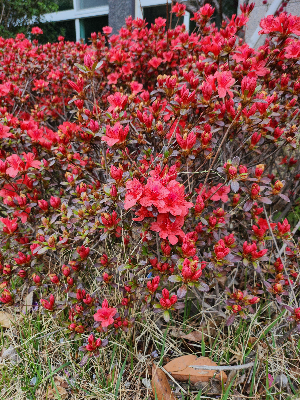 5월 황매산 철쭉제 일정과 방문 팁, 등산 코스까지 알아보기