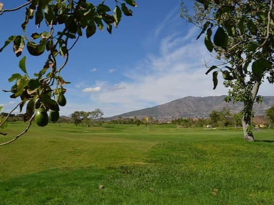 아보카도 오일 인증