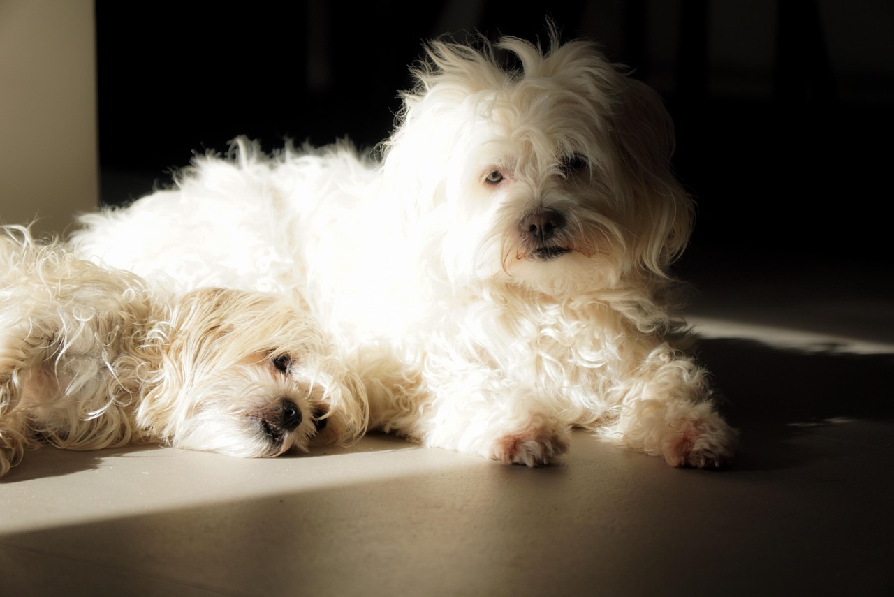 반려동물 병원 식욕부진