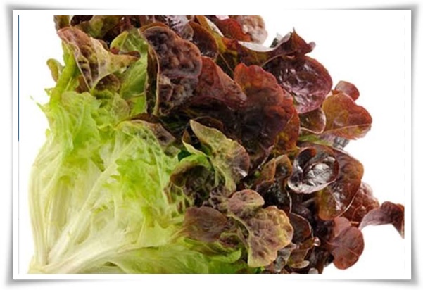 텃밭 &quot;상추 키우기&quot; 초보자도 쉽게 키우는 신선한 쌈 채소 재배의 모든 것!