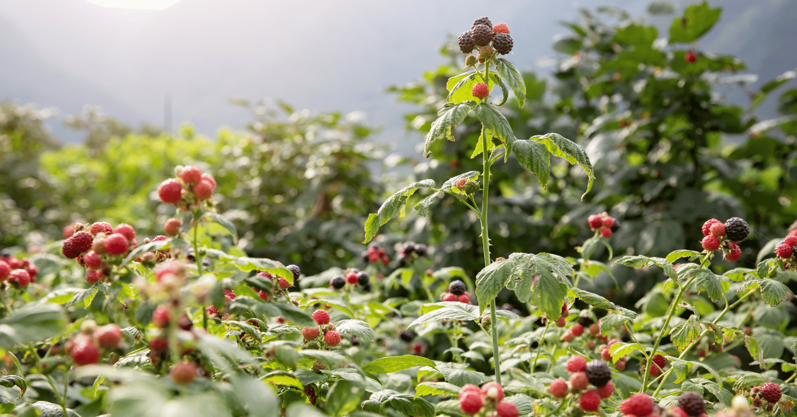 복분자수확시기