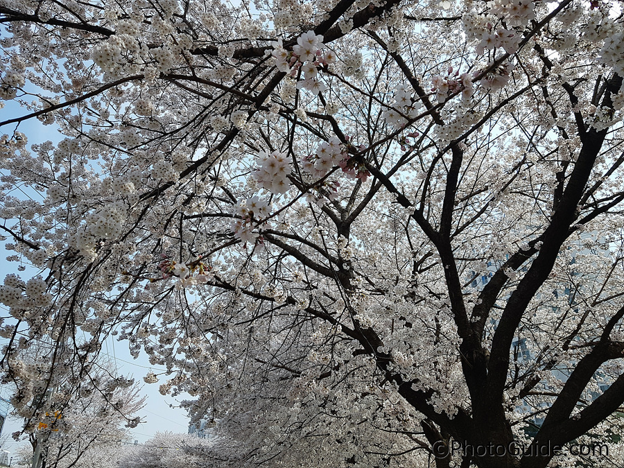 벚꽃