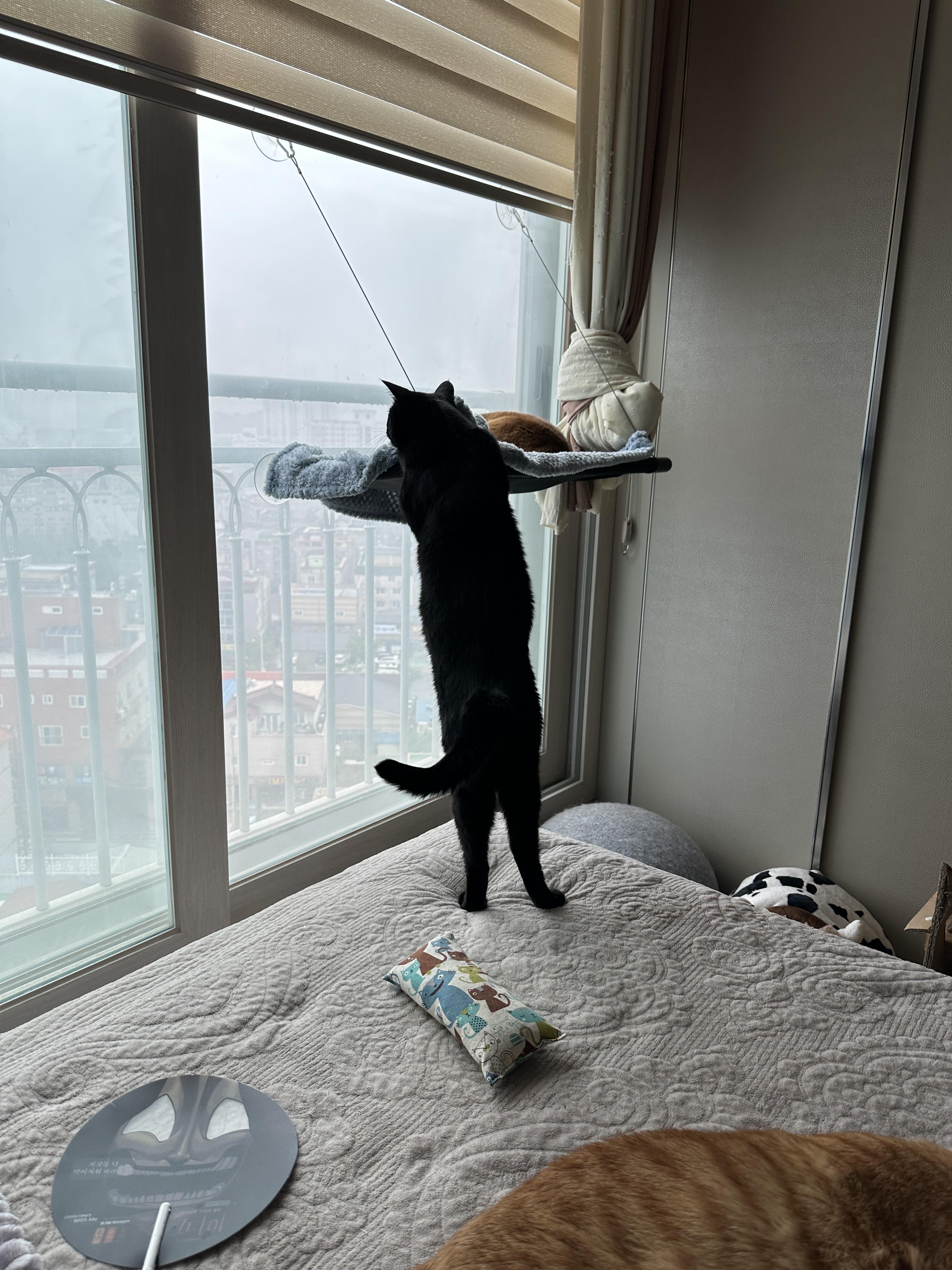 '여기 자리 비었냥?' 일어서서 자리 확인하는 고양이 루디 (feat. 건이)